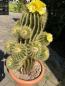 Preview: Notocactus warasi